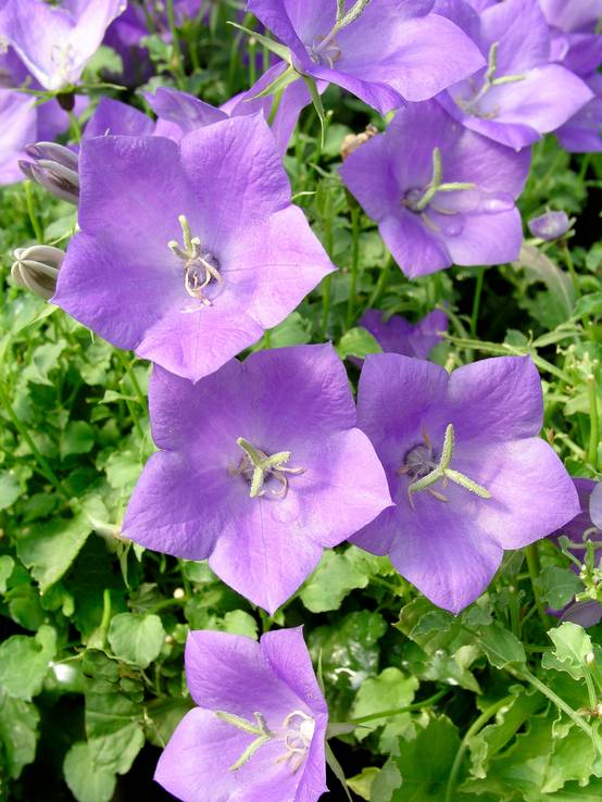 Campanula carpatica 'Blue Uniform' - Campanule