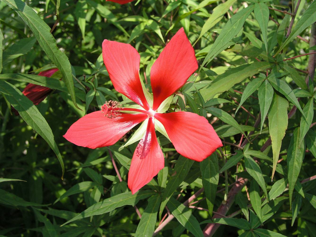 Hibiscus coccineus - Hibiscus ecarlate