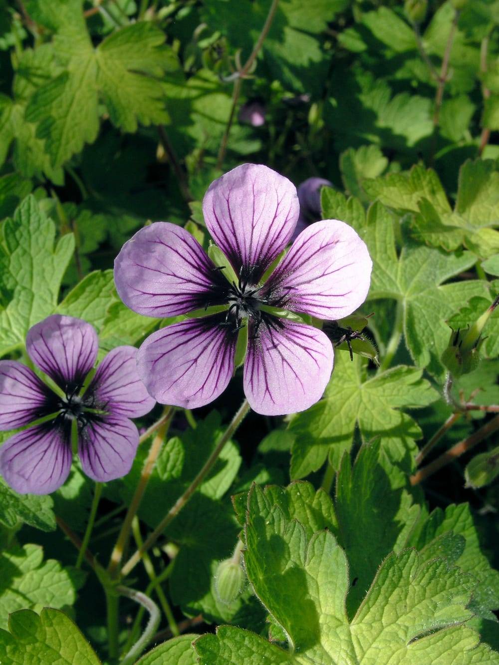 Géranium 'Salome' - Géranium vivace