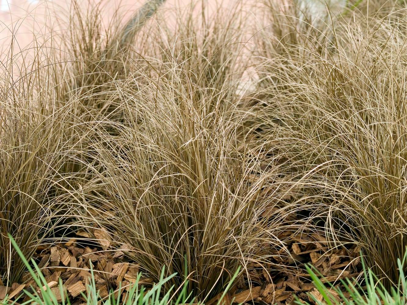 Carex comans 'Bronco' - Graminée Laîche