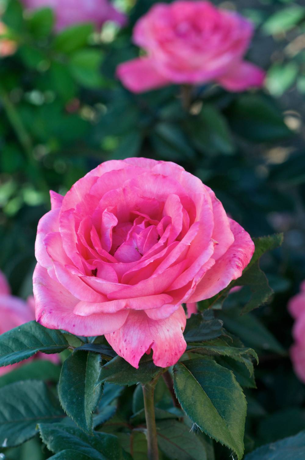 Rosier 'Fragonard'®