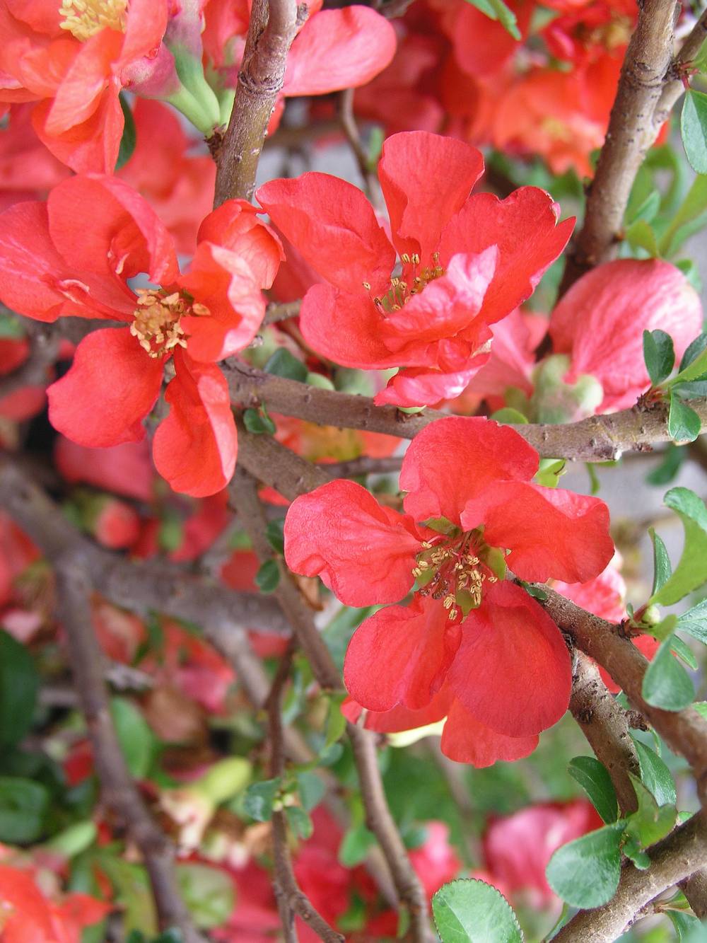 Chaenomeles superba 'Texas Scarlet' - Cognassier du Japon