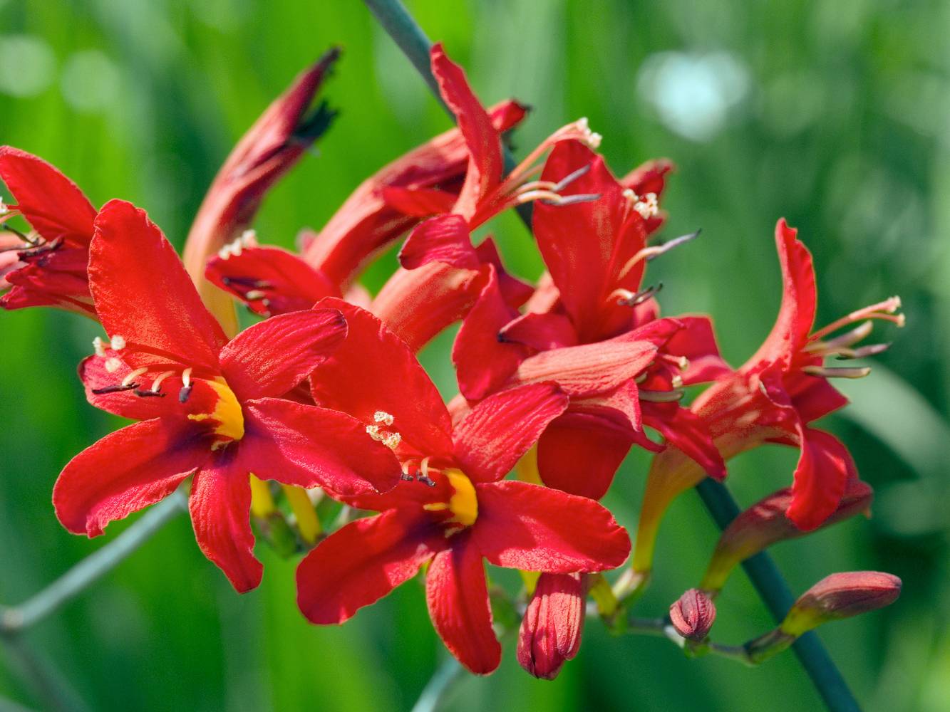 Crocosmia 'Lucifer'