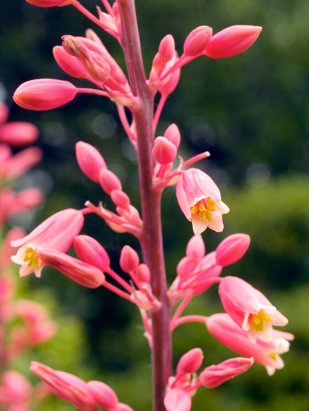 Hesperaloe parviflora - Yucca rouge