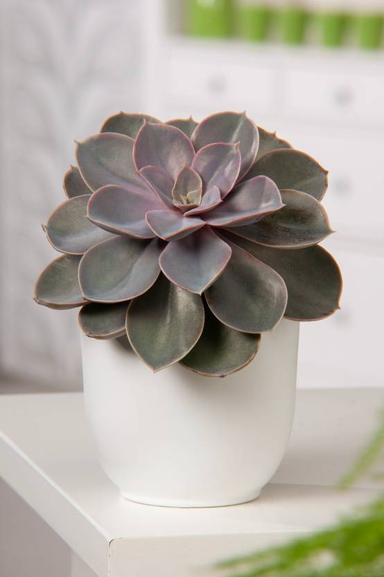 Echeveria 'Pearl Von Nurnberg'