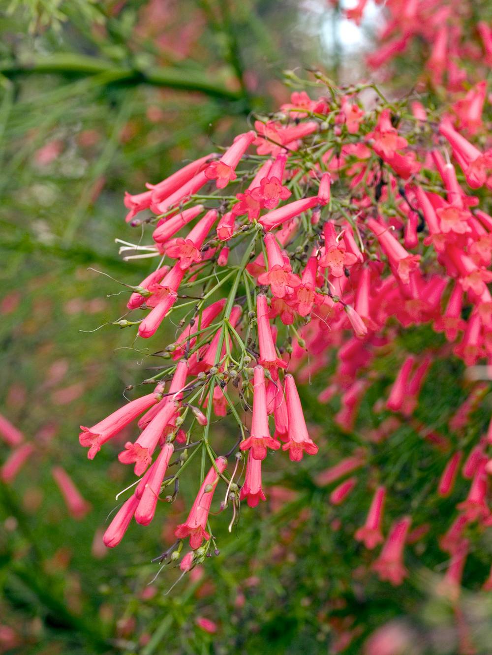 Russelia equisetiformis - Plante corail