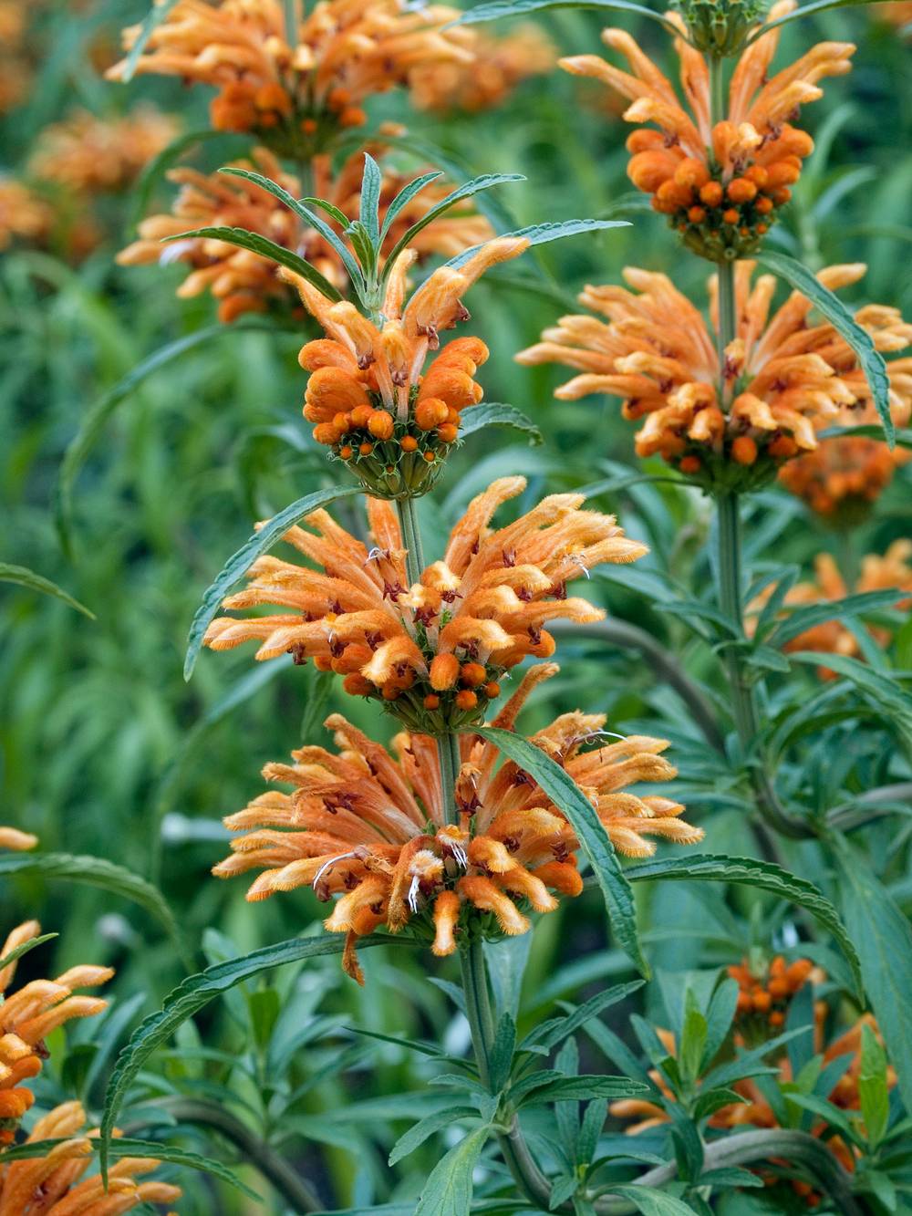Leonotis leonurus - Queue de Lion