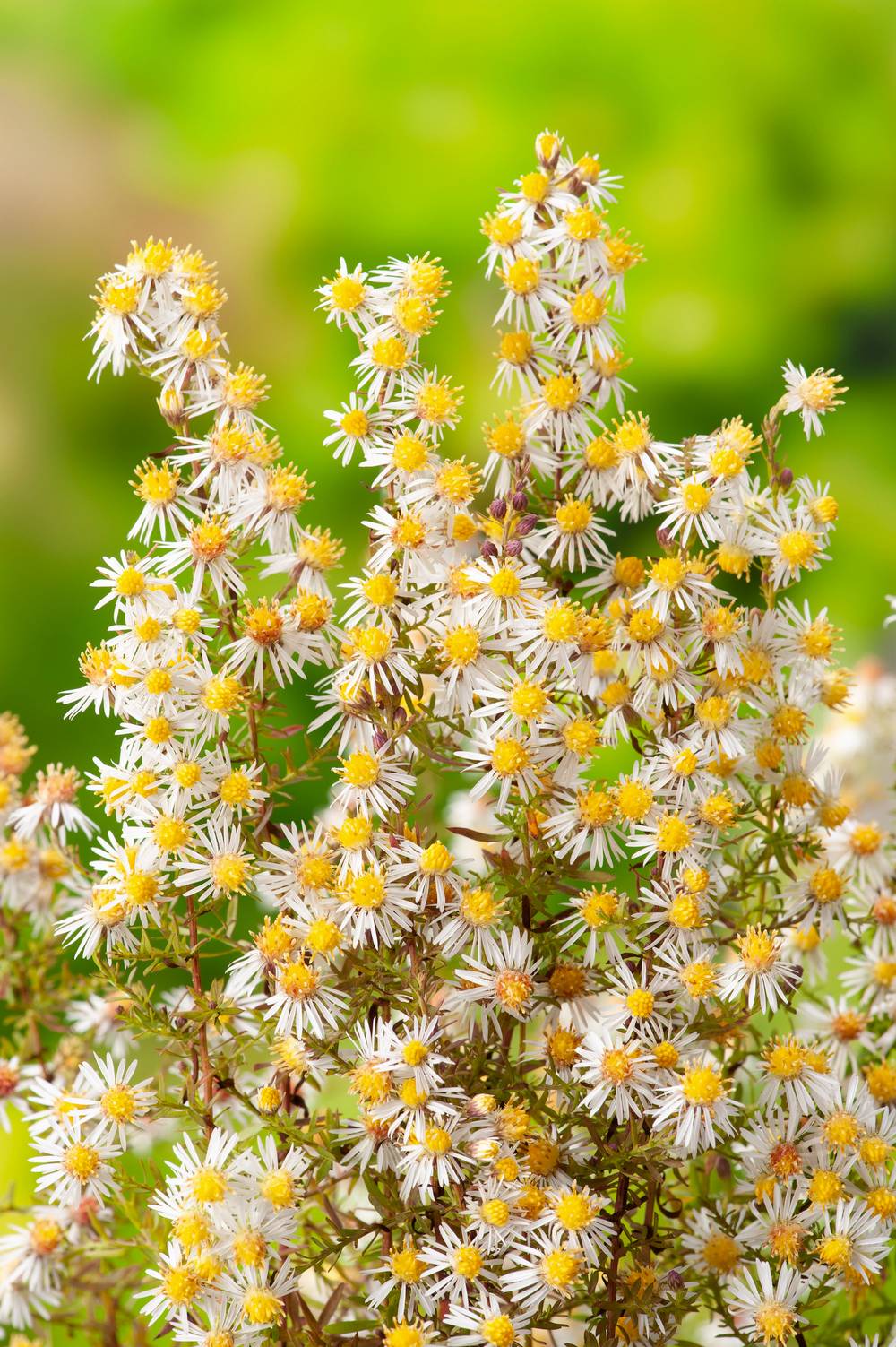 Aster ericoides 'Golden Spray'