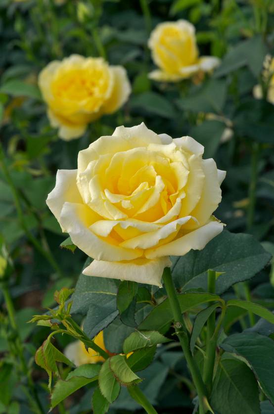 Rosier tige 'Epidor'®
