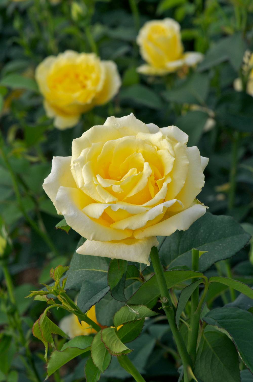 Rosier tige 'Epidor'®