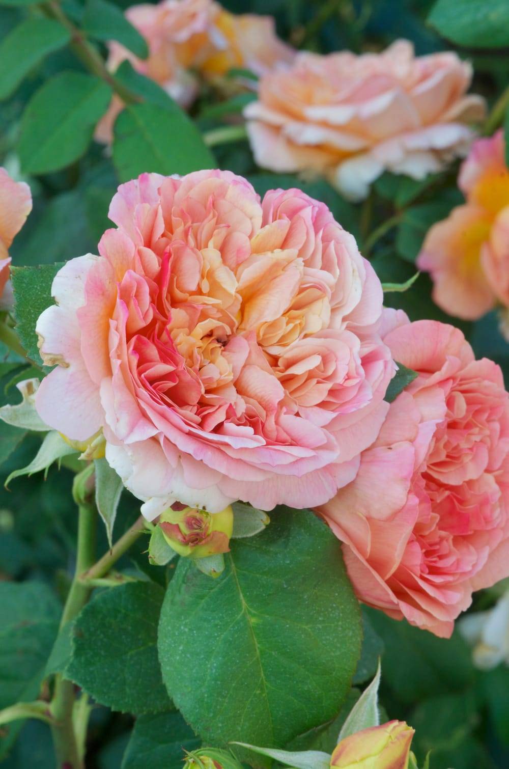 Rosier grimpant 'Papi Delbard'®