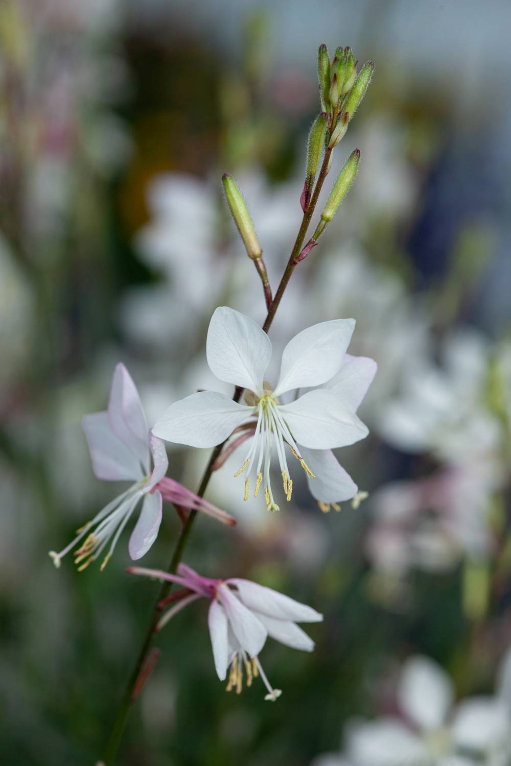Gaura lindheimeri 'Whirling Butterflies'
