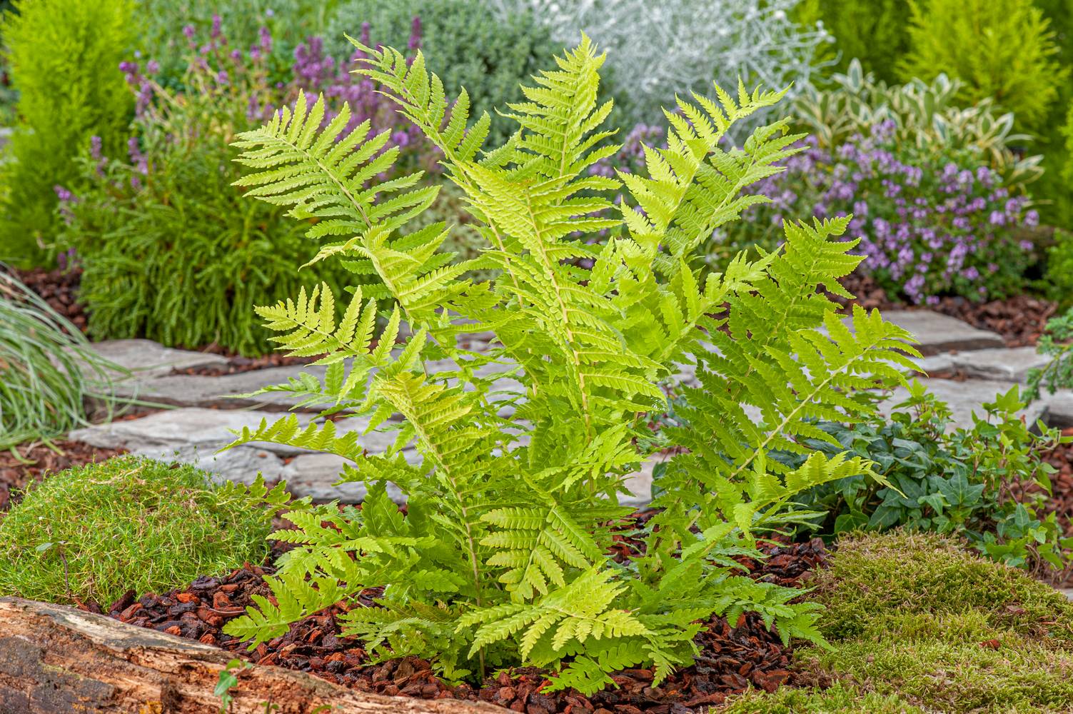 Matteuccia struthiopteris - Fougère d'autruche