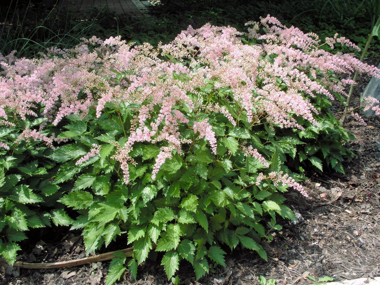 Astilbe simplicifolia 'Sprite'