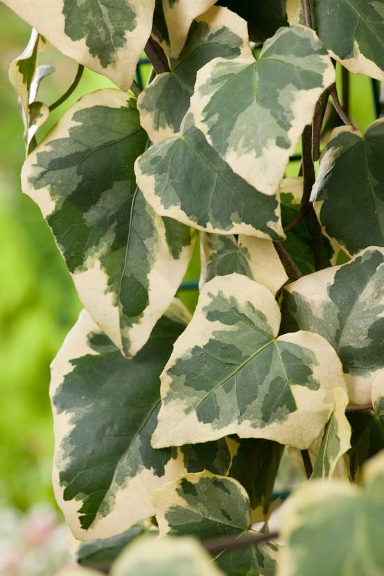 Hedera Panache - Lierre - Image 1