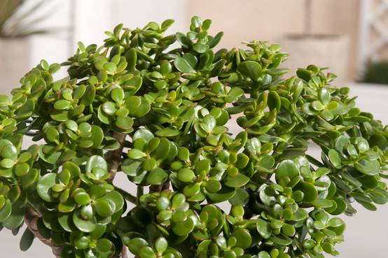 Crassula ovata 'Minor'