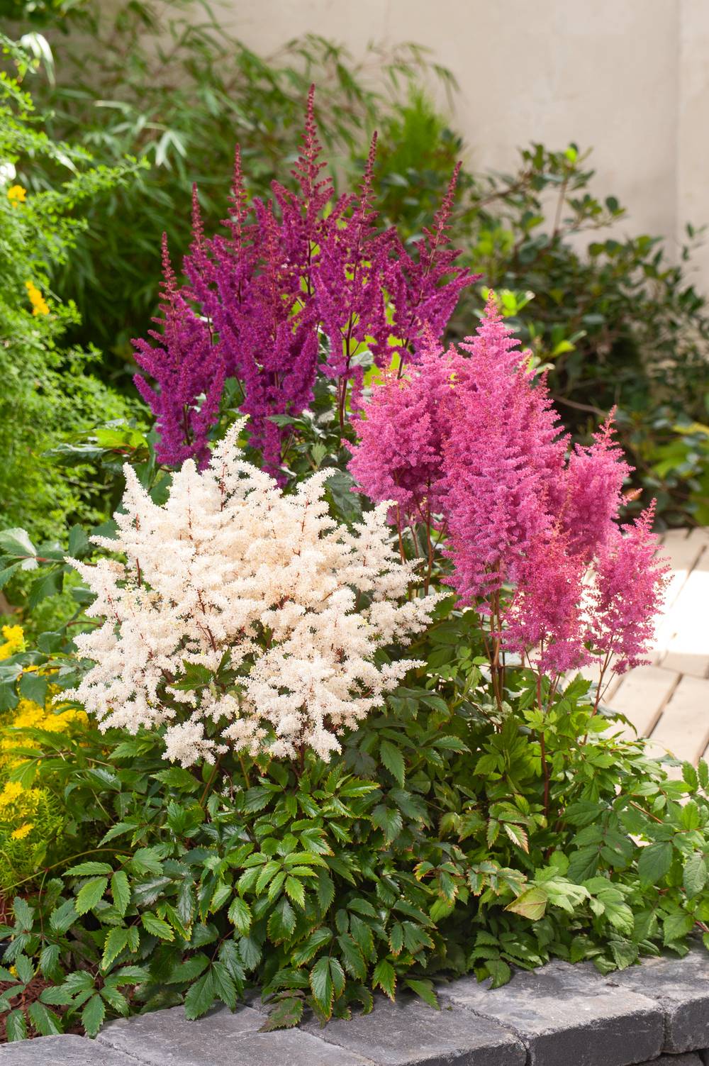 Astilbe arendsii 'Color Flash Lime'