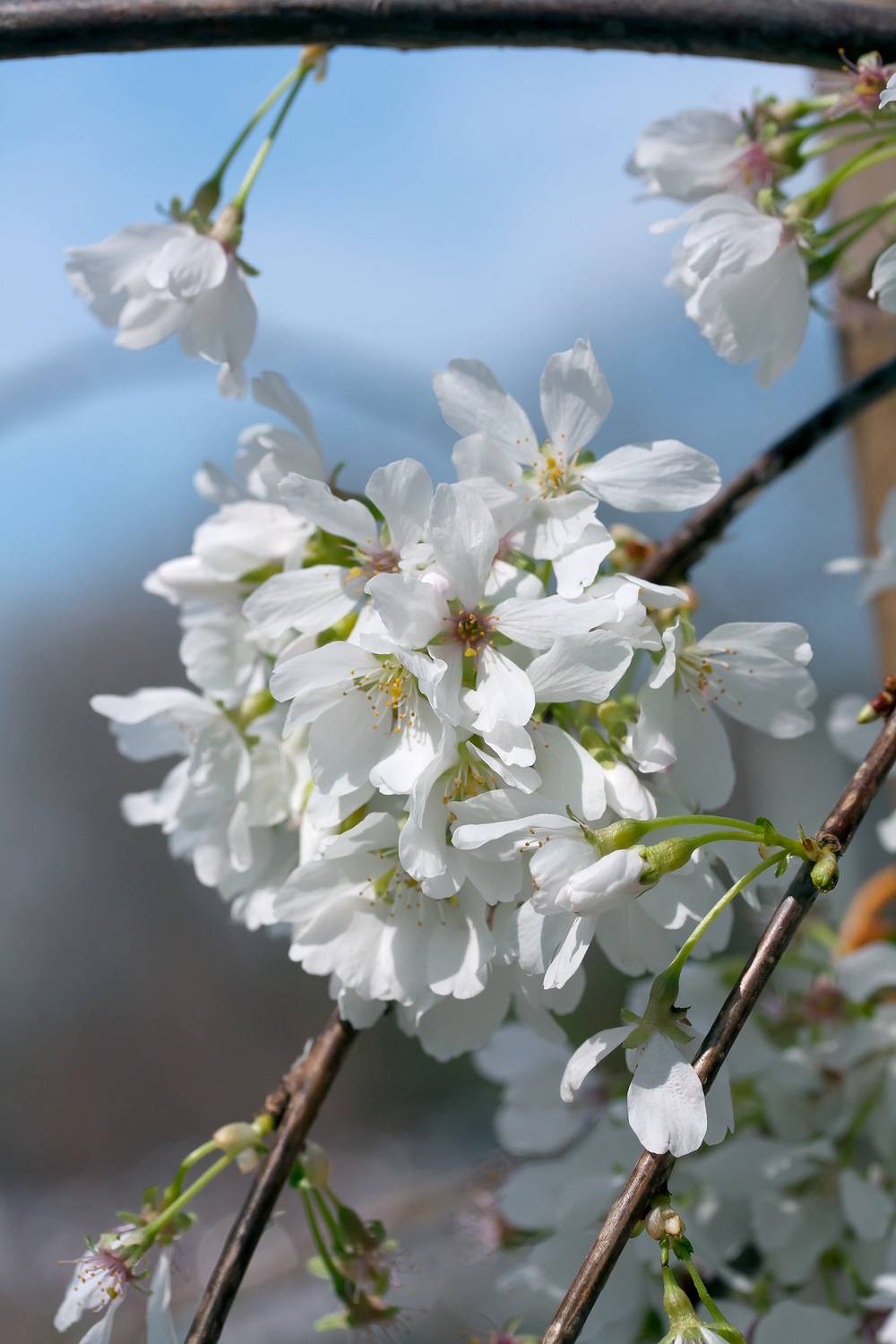 Prunus 'Snow Fountains' - Cerisier du Japon