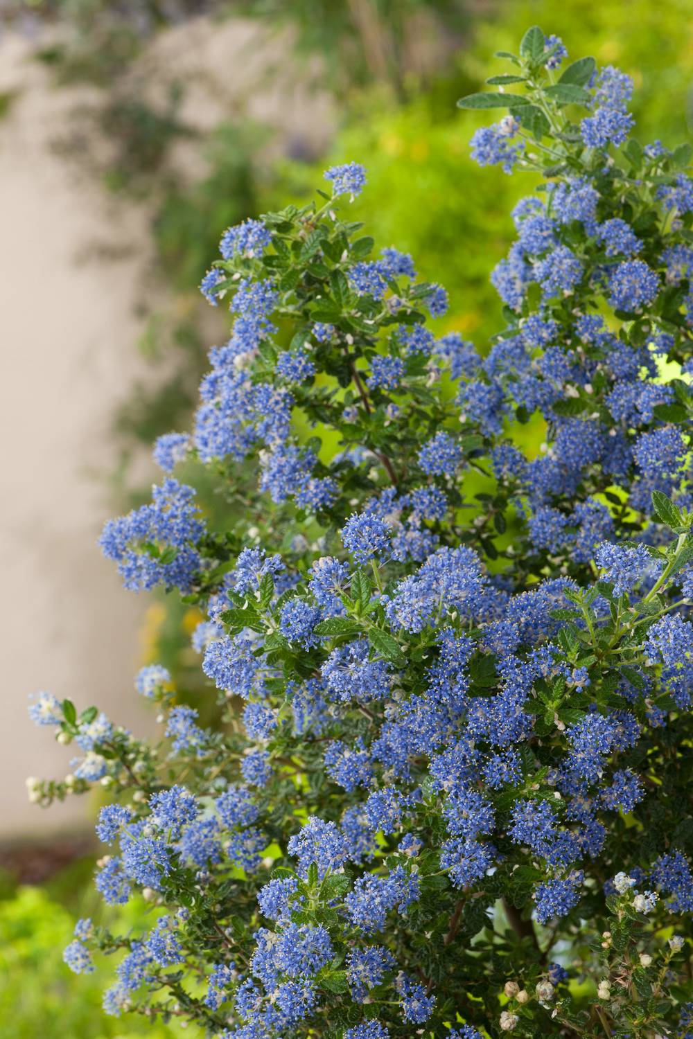 Ceanothus persistant assorti - Céanothe (Lilas de Californie)