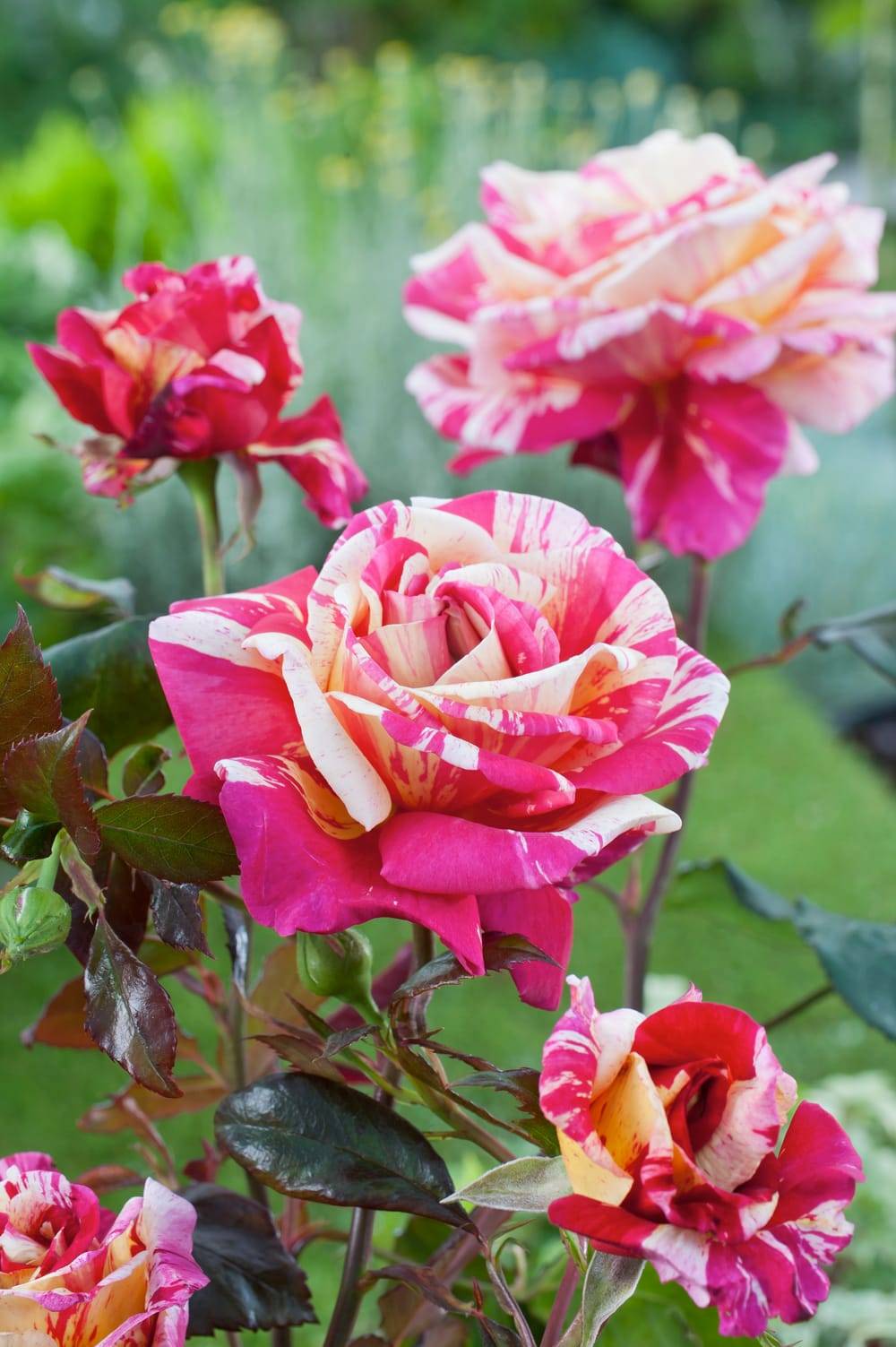 Rosier tige 'Broceliande'®
