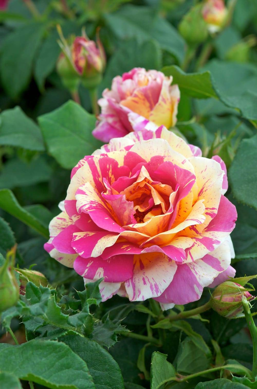 Rosier tige 'Claude Monet'®