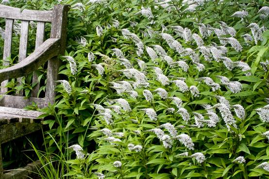Lysimachia clethroides - Lysimaque