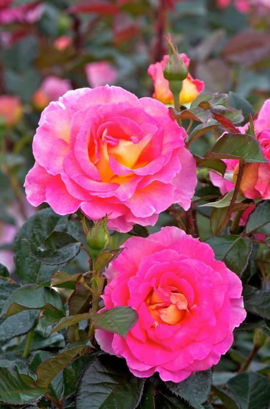 Rosier 'Pink Paradise'®
