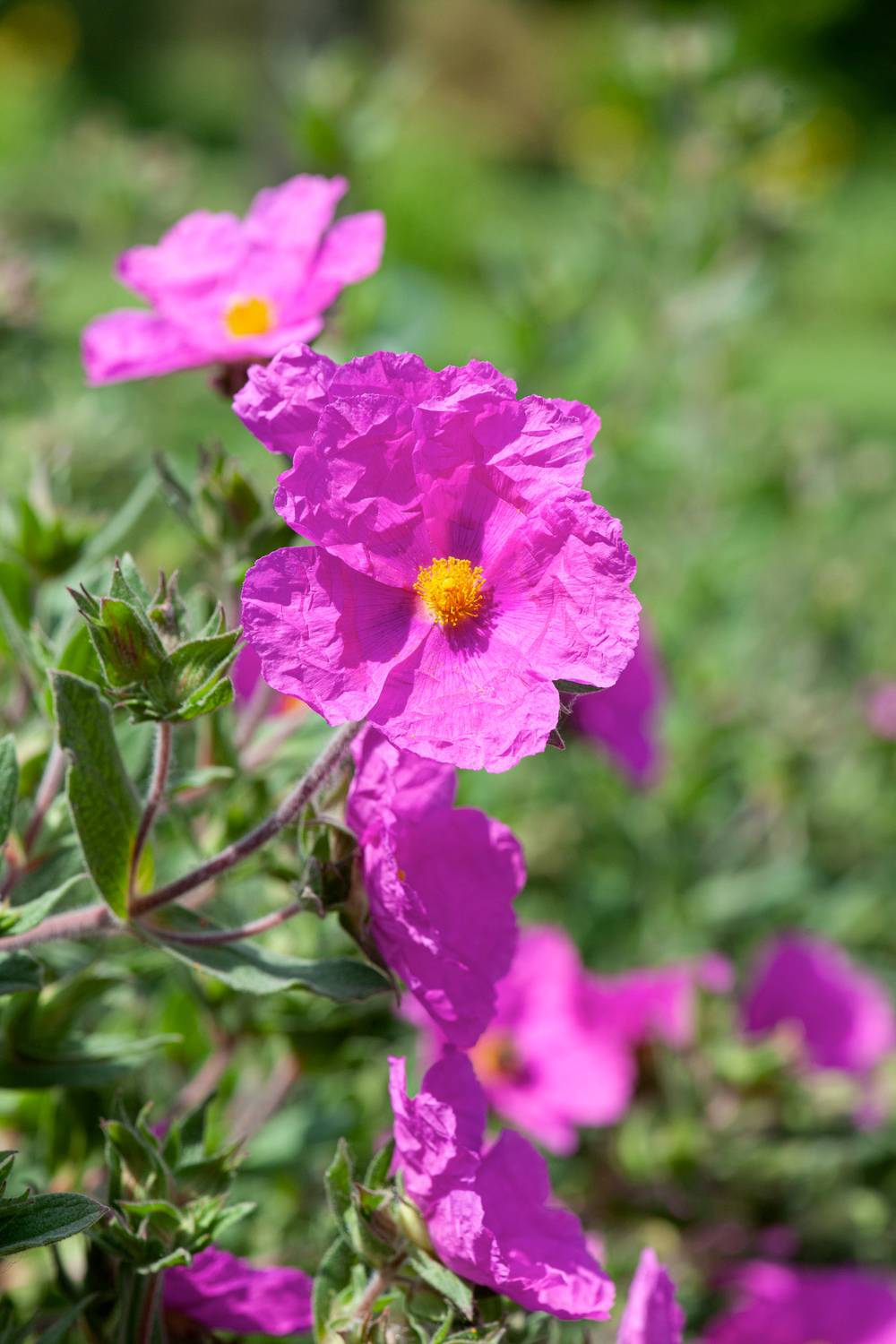 Cistus pulverulentus 'Sunset' - Ciste