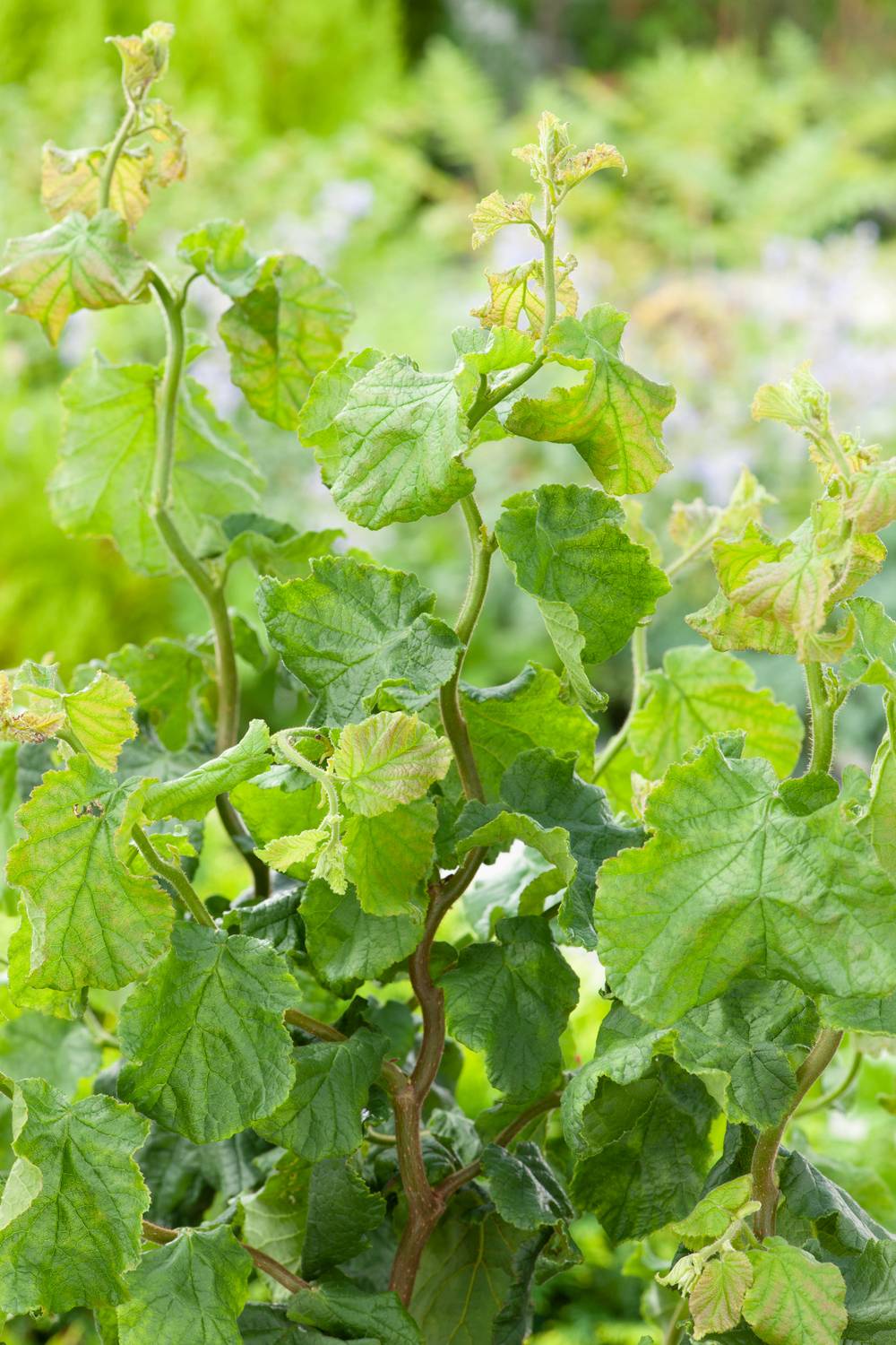 Corylus avellana 'Twister' - Noisetier
