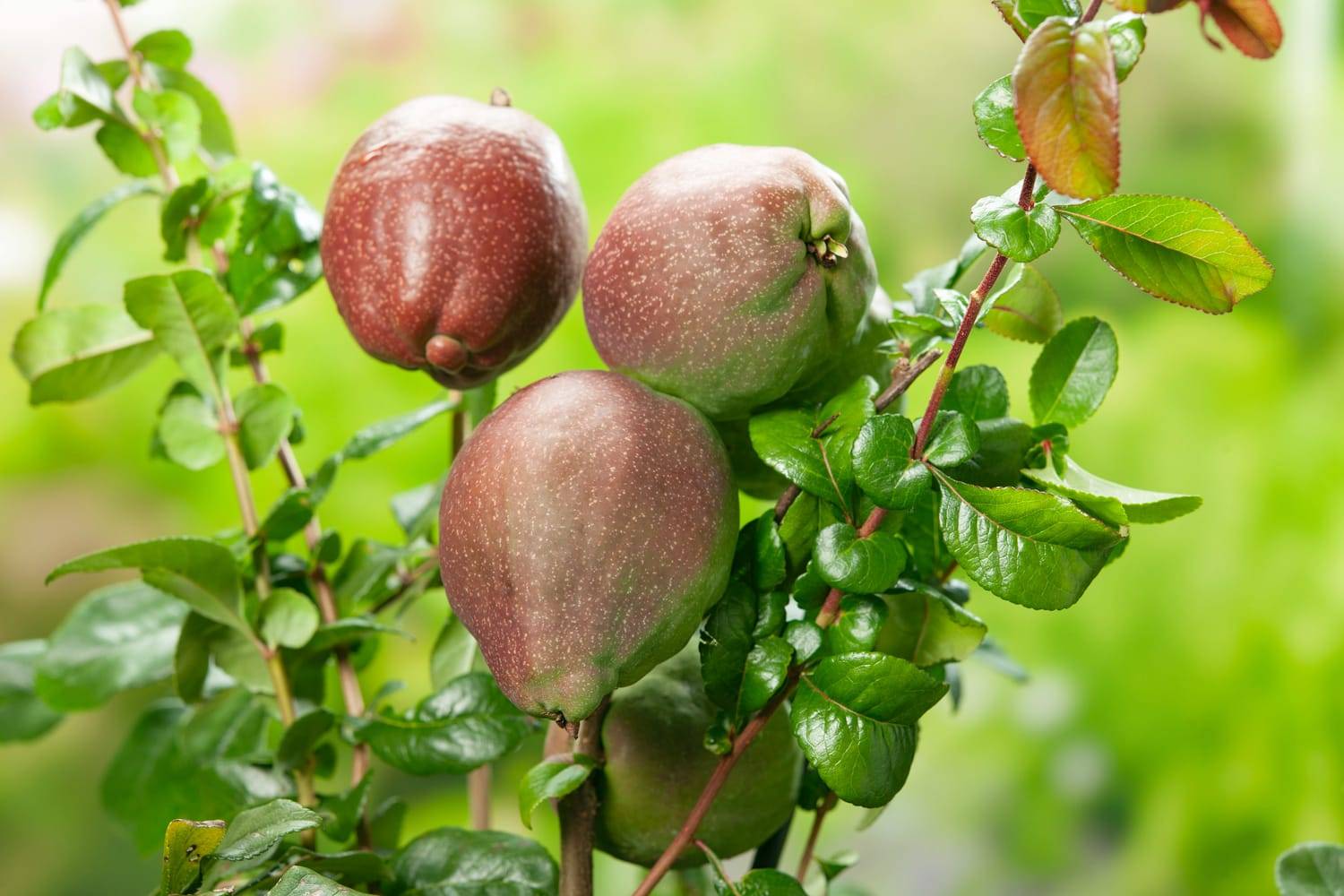 Chaenomeles superba 'Crimson And Gold' - Cognassier du Japon