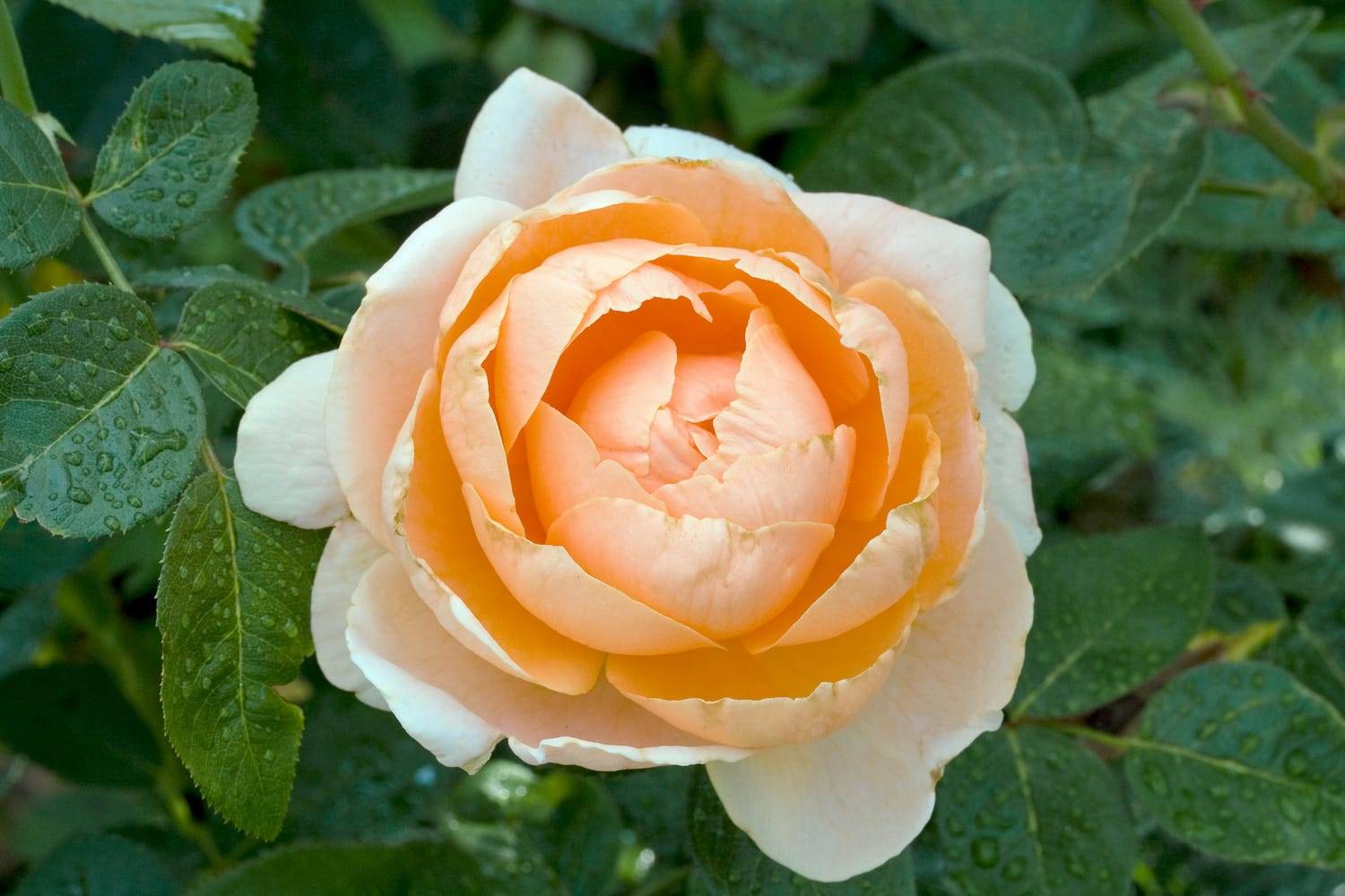 Rosier tige 'Abbaye de Cluny'®