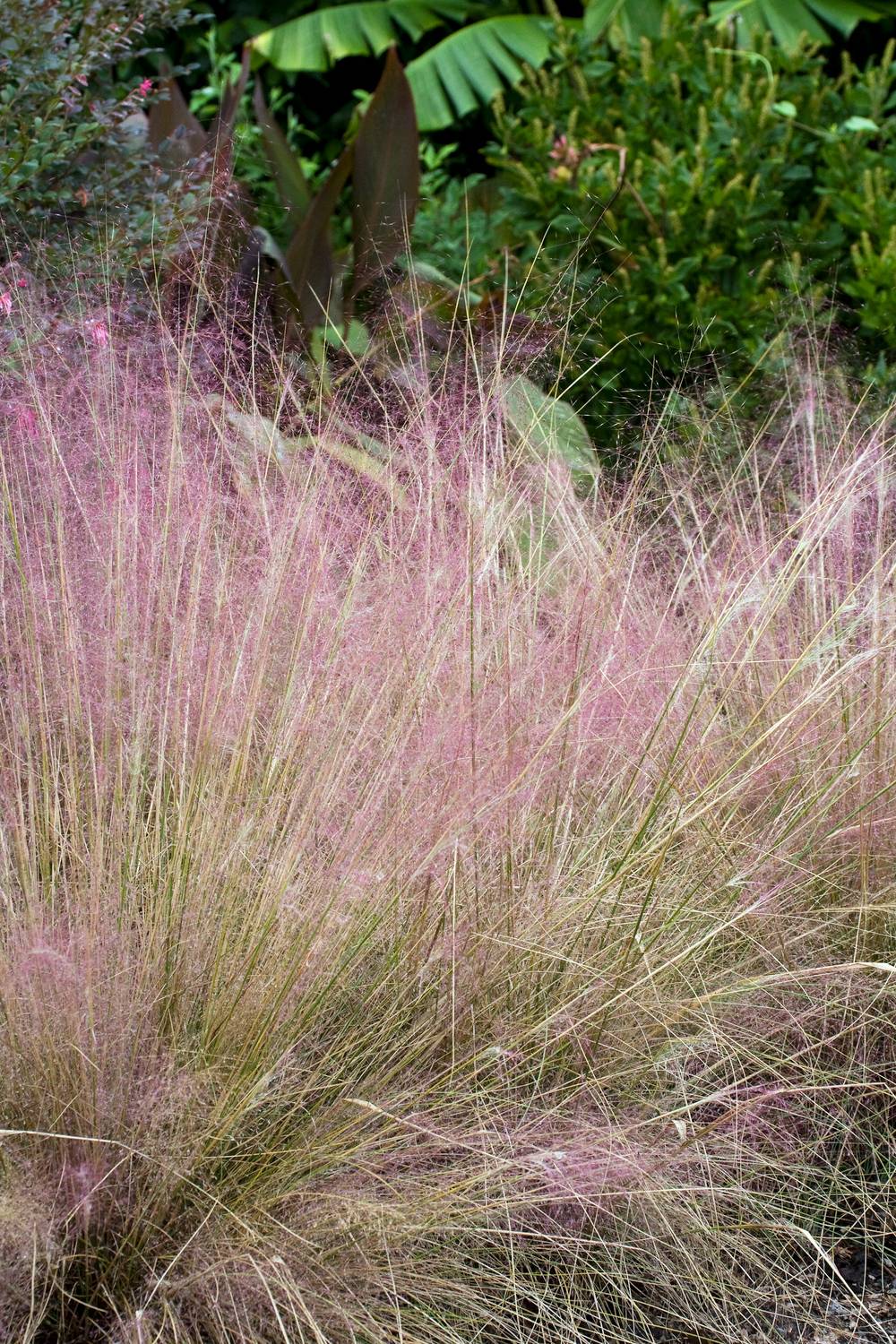 Muhlenbergia capillaris - Graminée Cheveux de la Vierge
