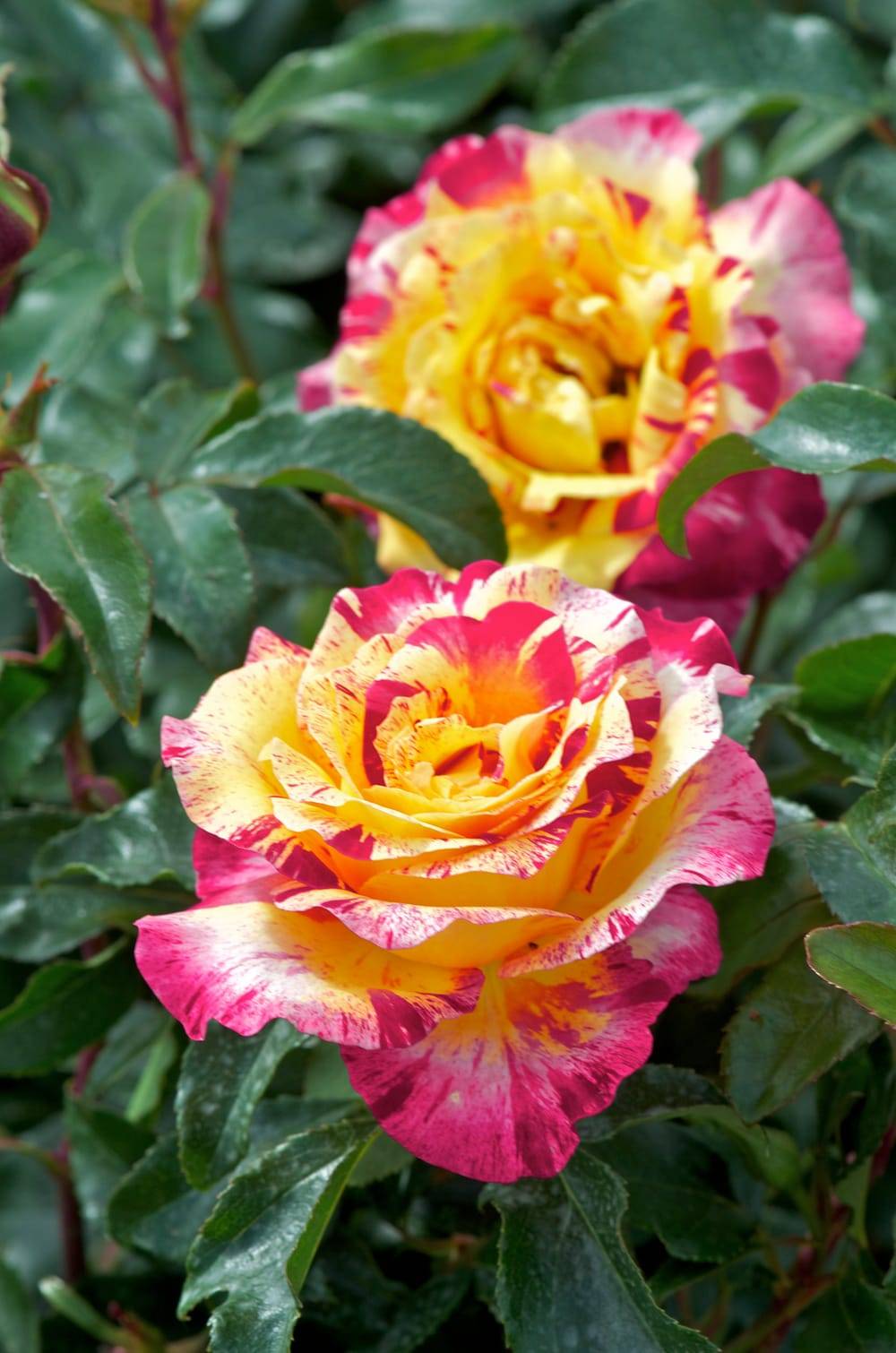 Rosier tige 'Camille Pissarro'®