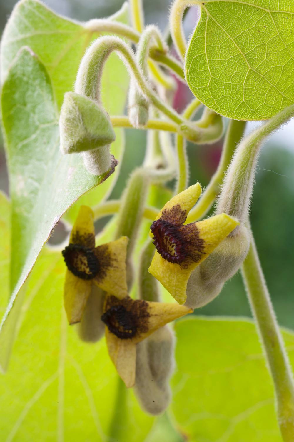Aristolochia macrophylla - Aristoloche