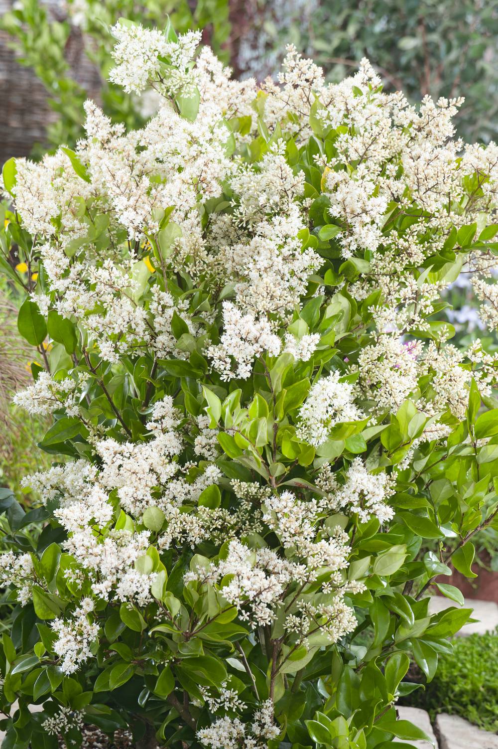 Ligustrum japonicum 'Texanum' - Troène