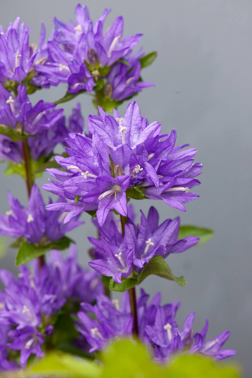 Campanula glomerata 'Freya' - Campanule