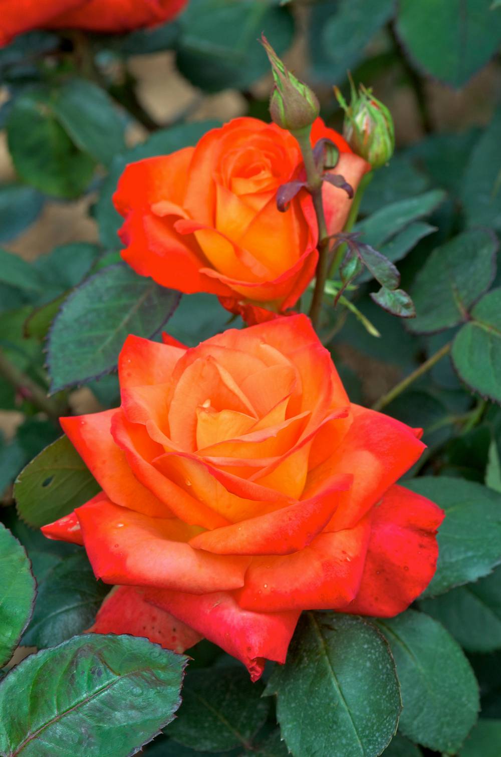 Rosier 'France Libre'®