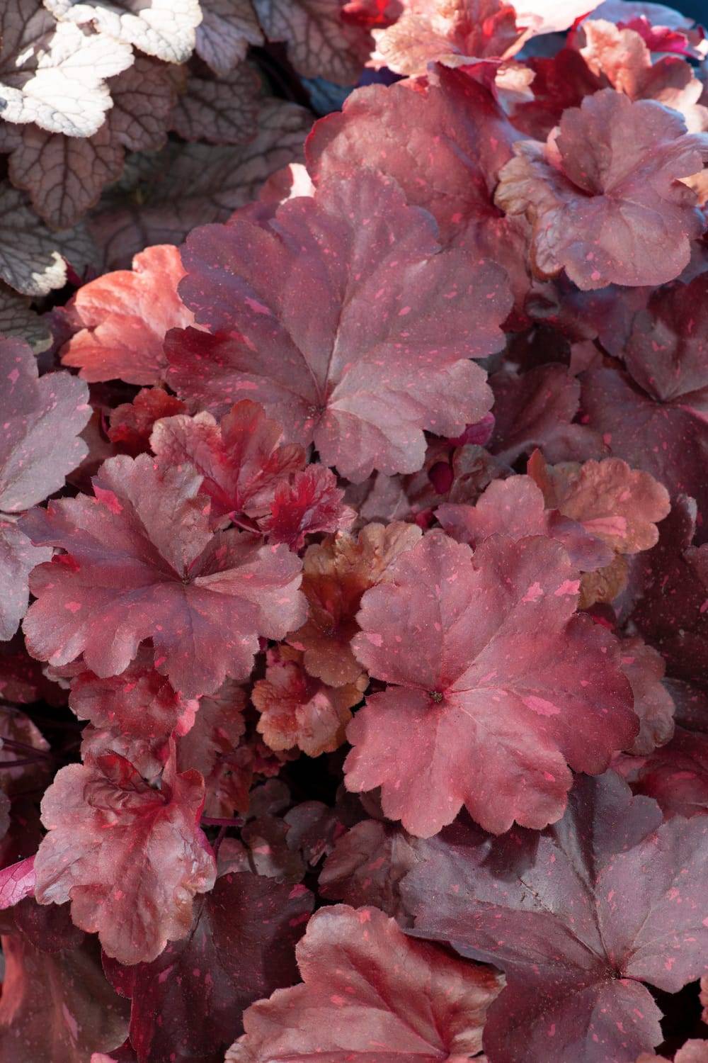 Heuchera 'Galaxy' - Heuchère
