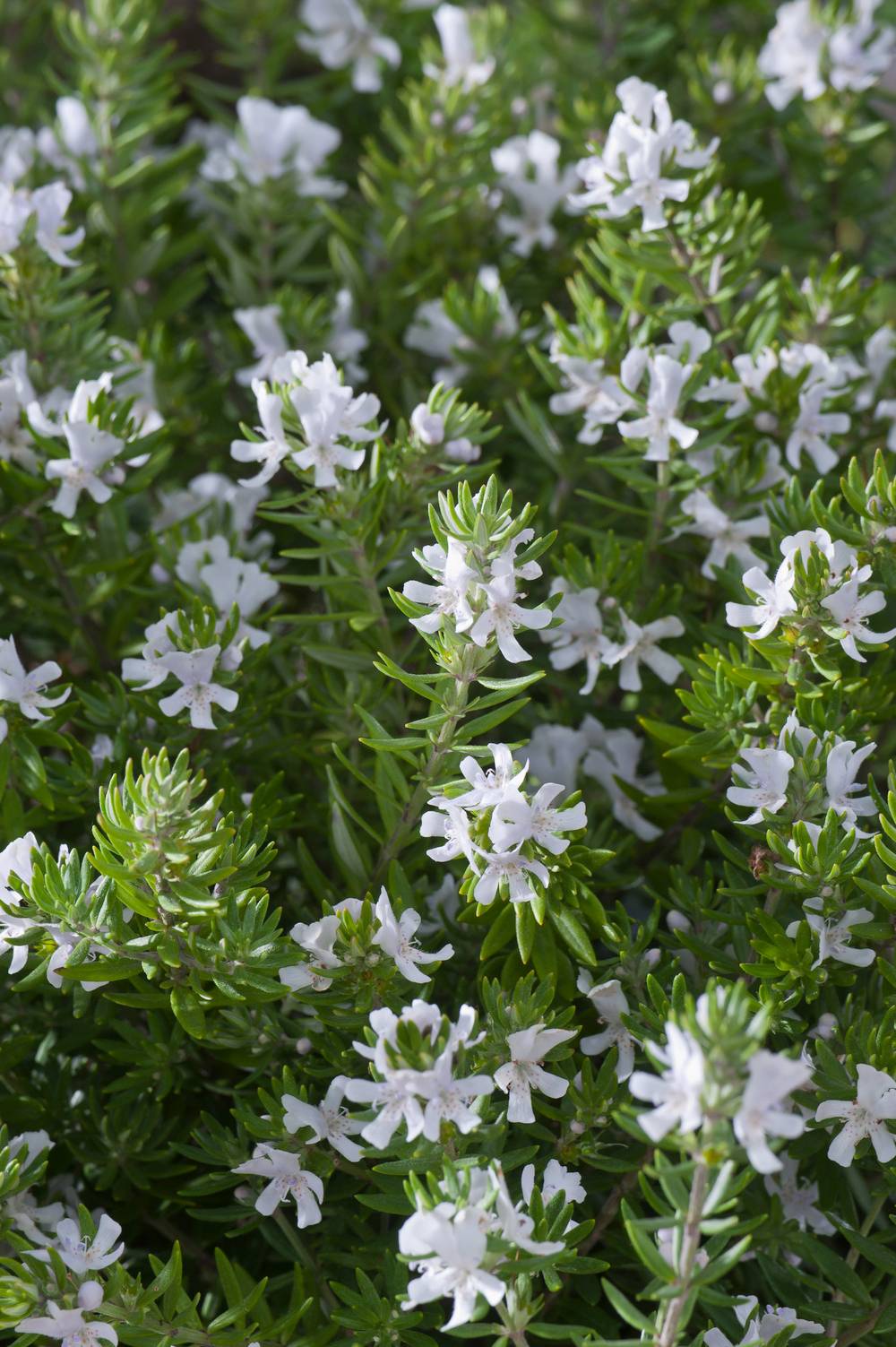 Westringia fruticosa 'Alba' - Romarin d'Australie