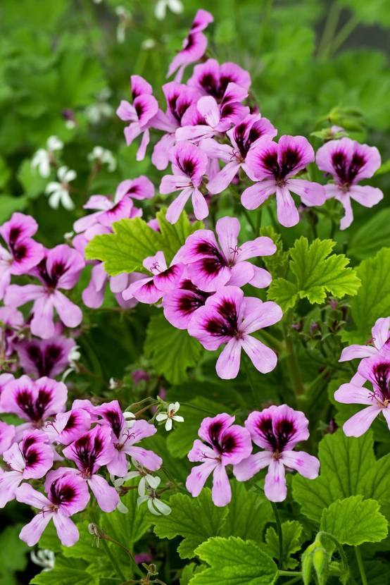 Géranium odorant 'Fizz'
