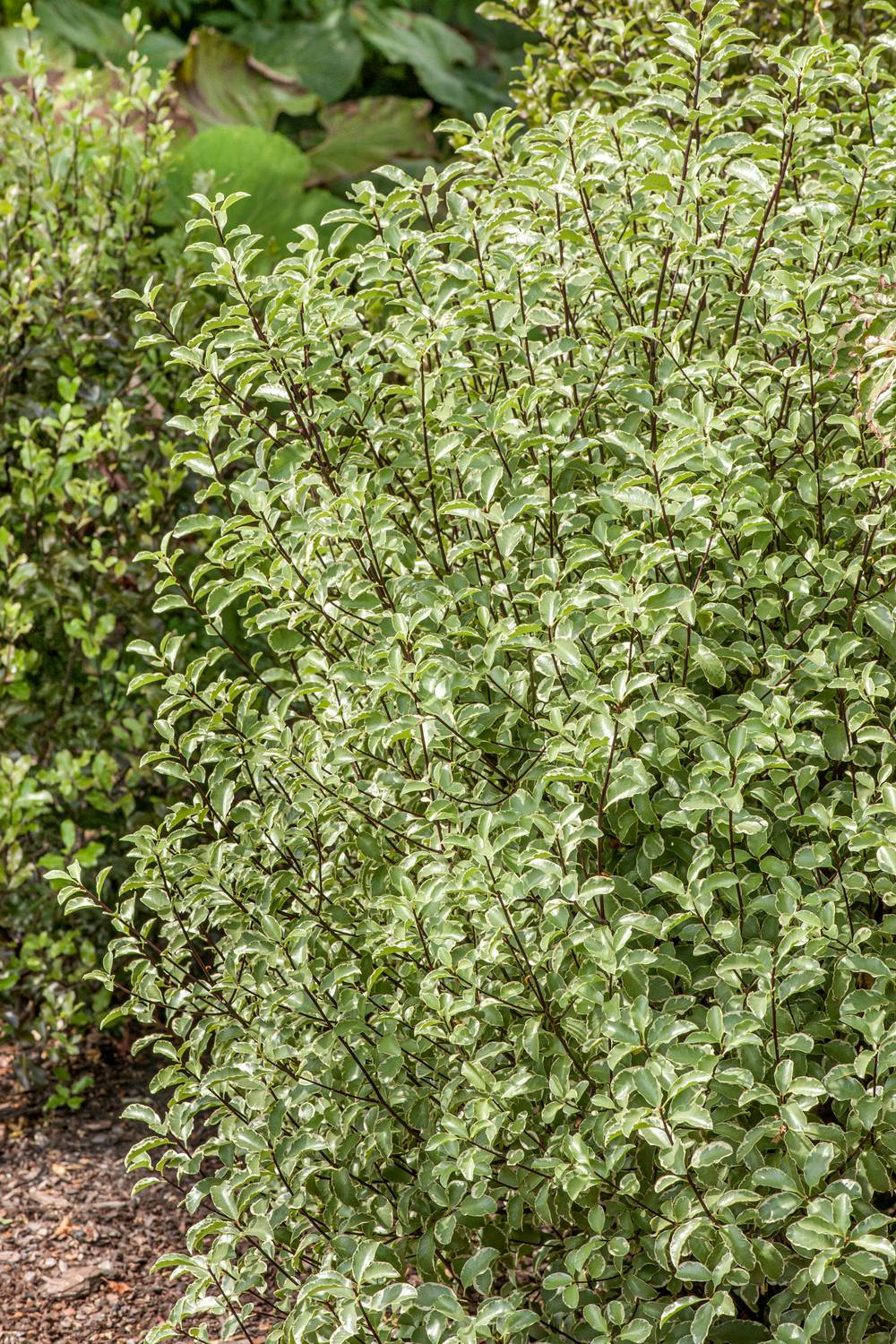Pittosporum tenuifolium 'Silver Queen'
