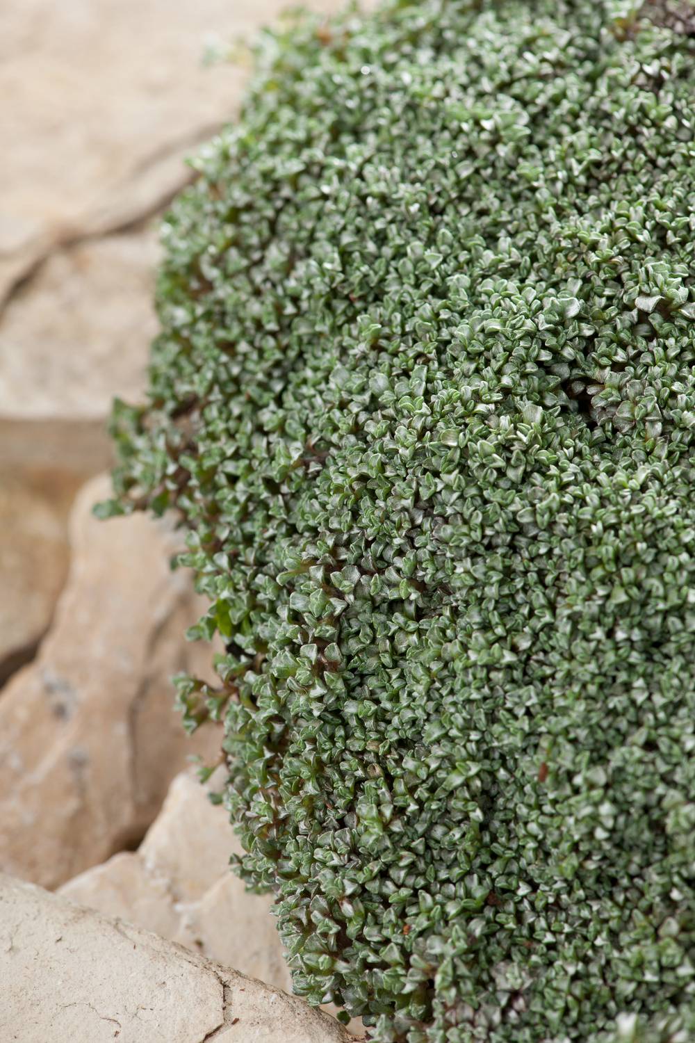 Raoulia australis - Mouton végétal