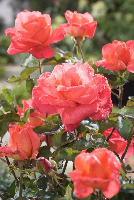Rosier tige 'Catherine Deneuve'®