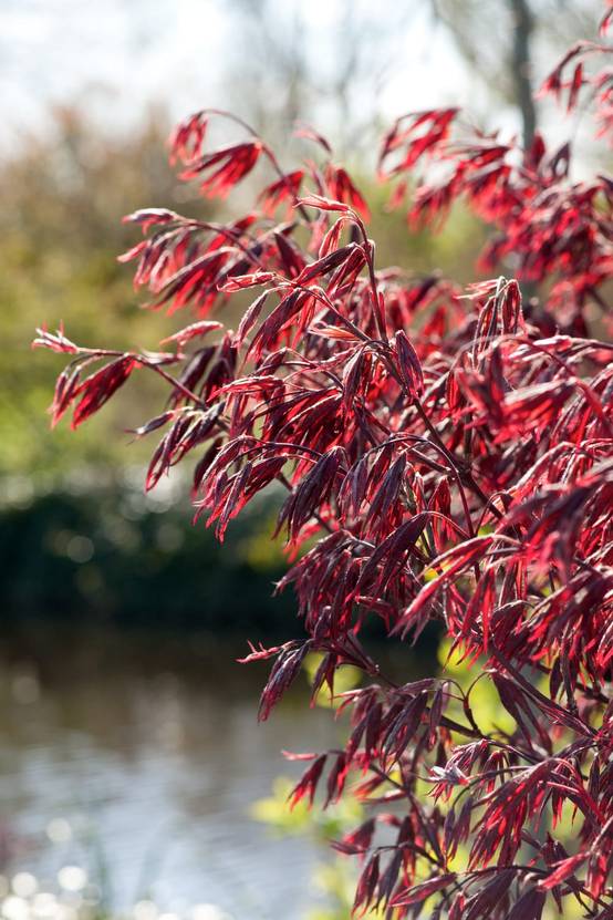Ecloz - ACER palmatum 'Fireglow' - Erable du Japon