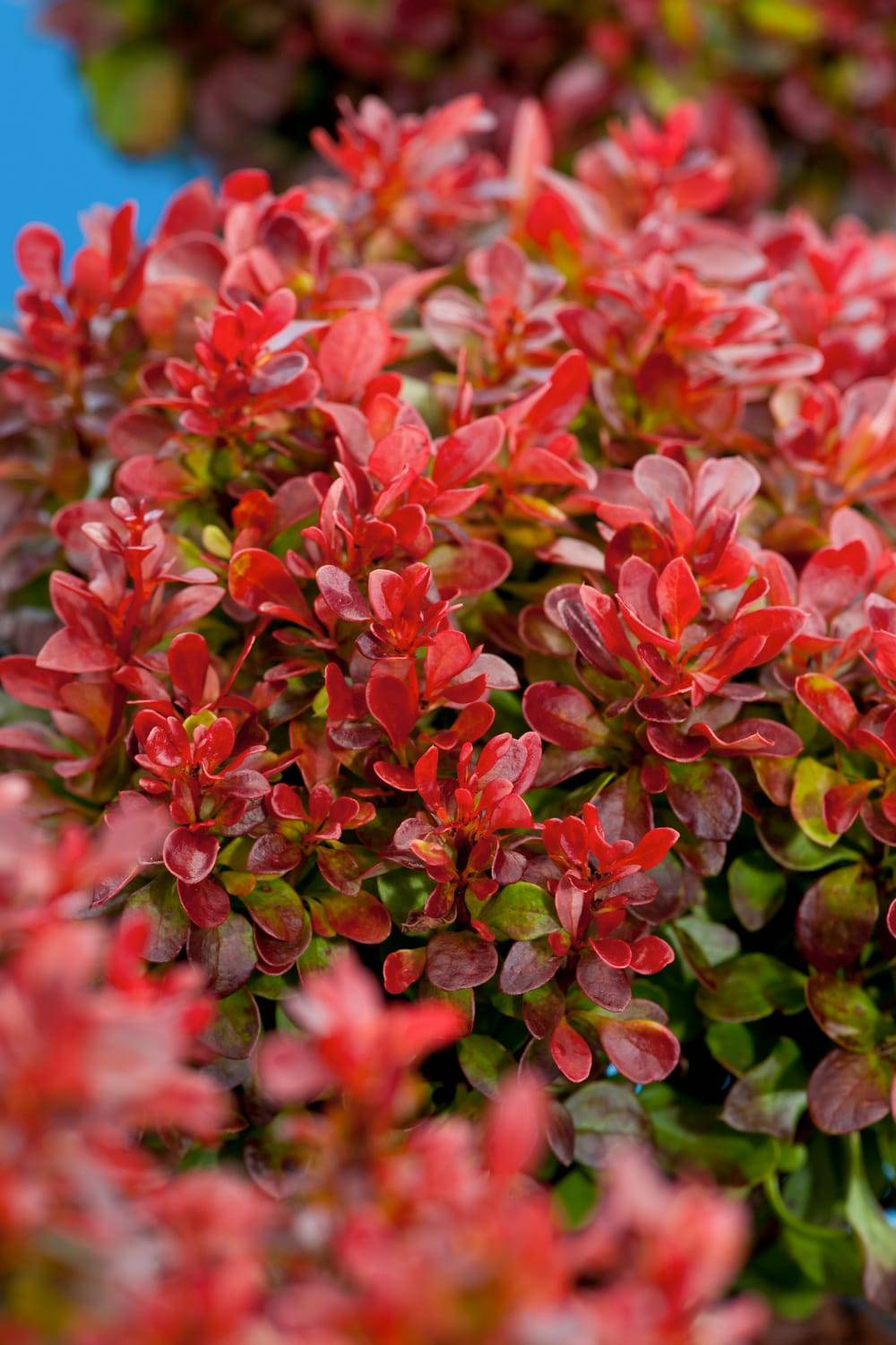 Berberis thunbergii 'Lutin Rouge' - Épine-vinette