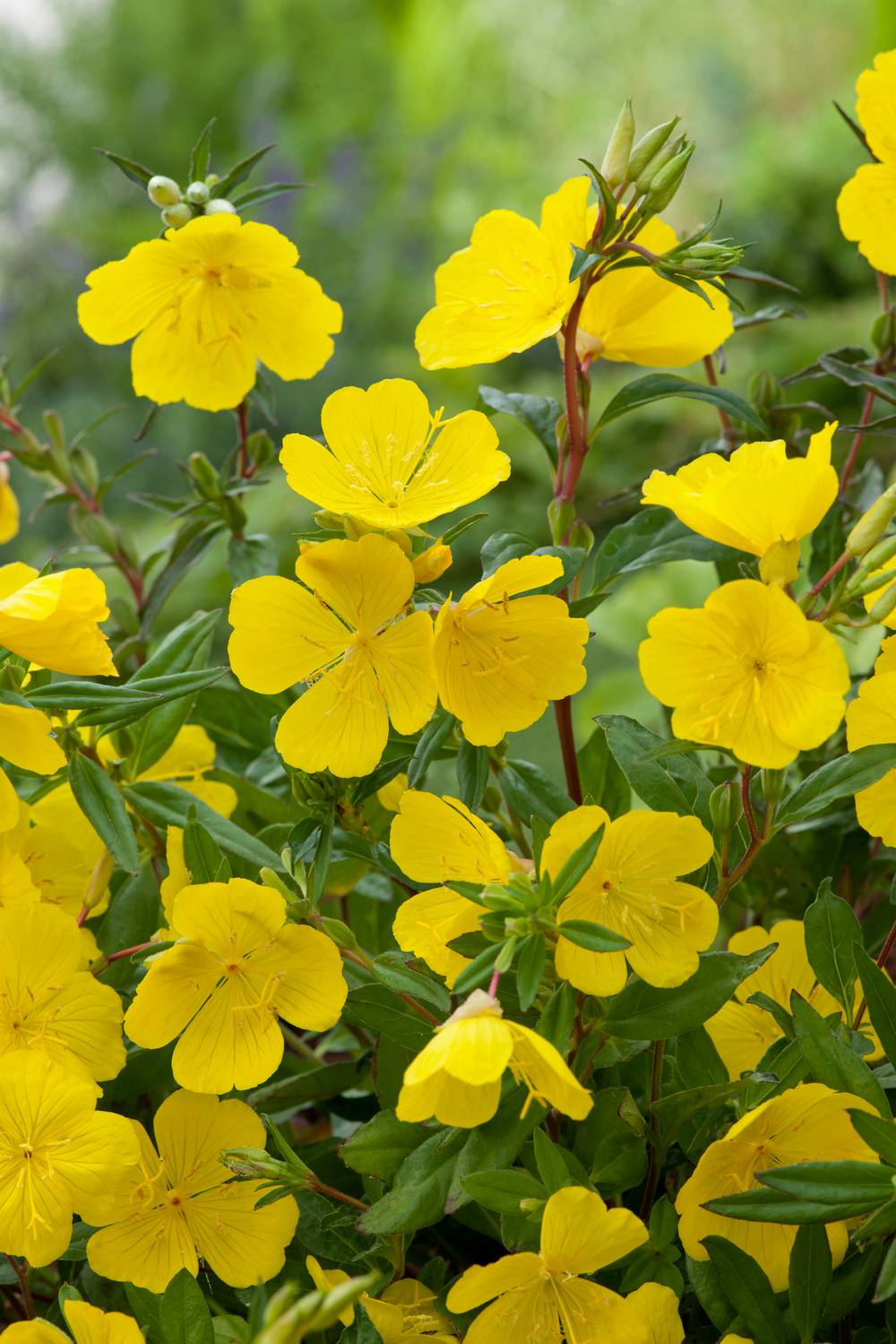 Oenothera fruticosa 'Youngii'3 - Onagre