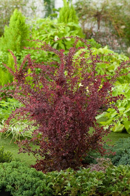 Berberis thunbergii 'Harlequin' - Épine-vinette 'Harlequin'