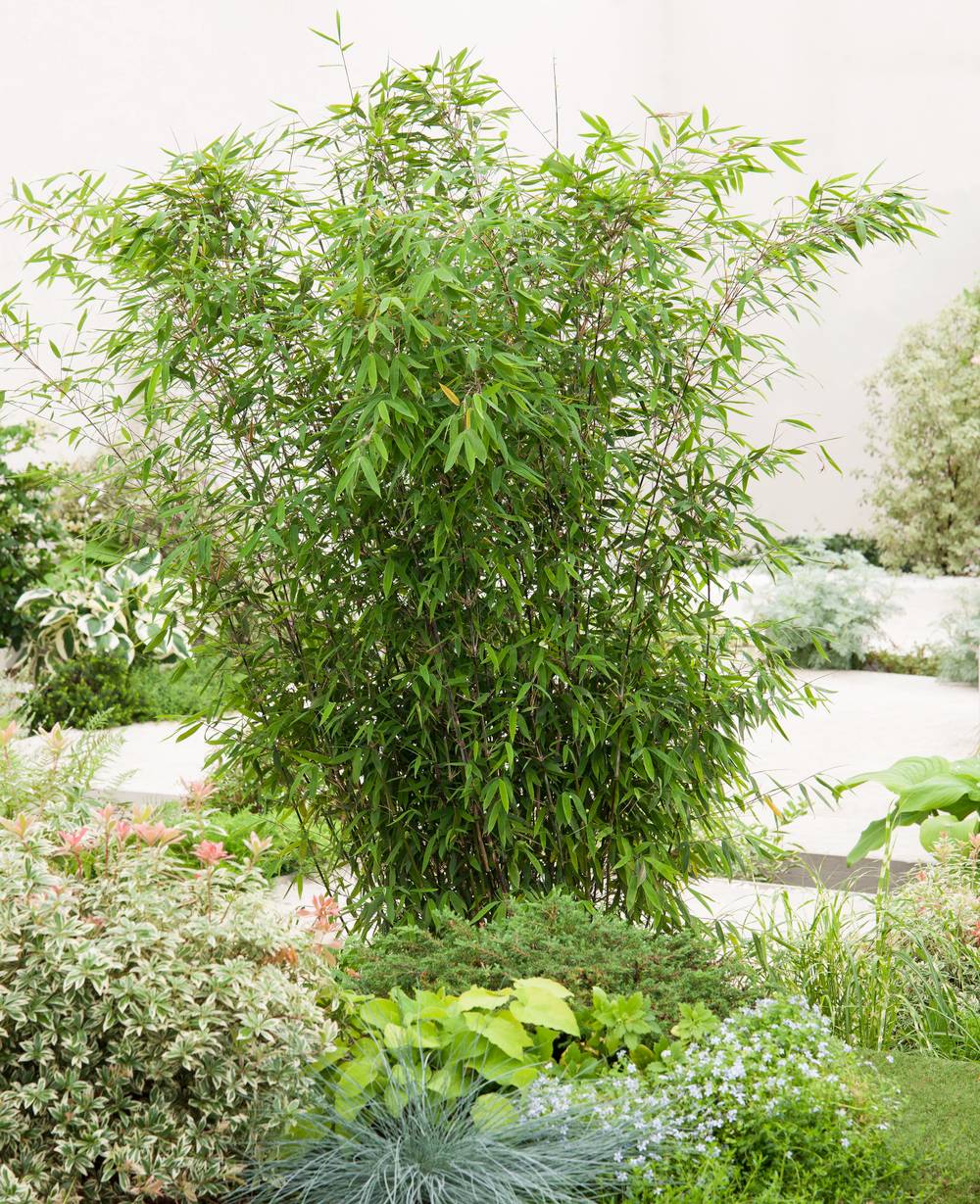 Fargesia nitida 'Winter Joy' - Bambou non traant - Pot de 12 litres -  Jardiland