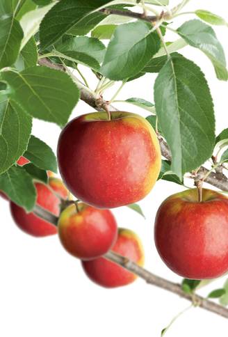 Pommier 'Ecolette'