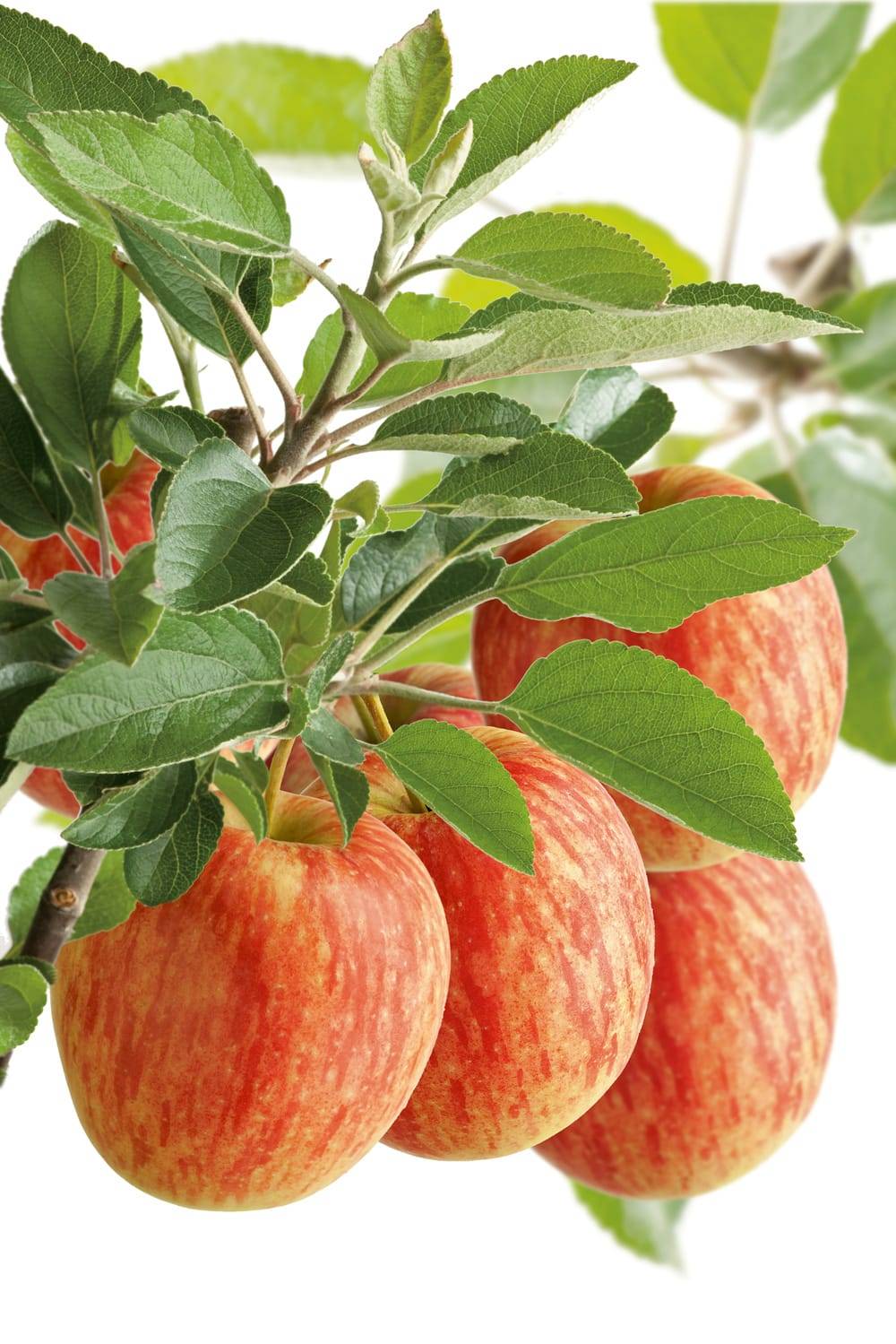 Pommier 'Benoni'